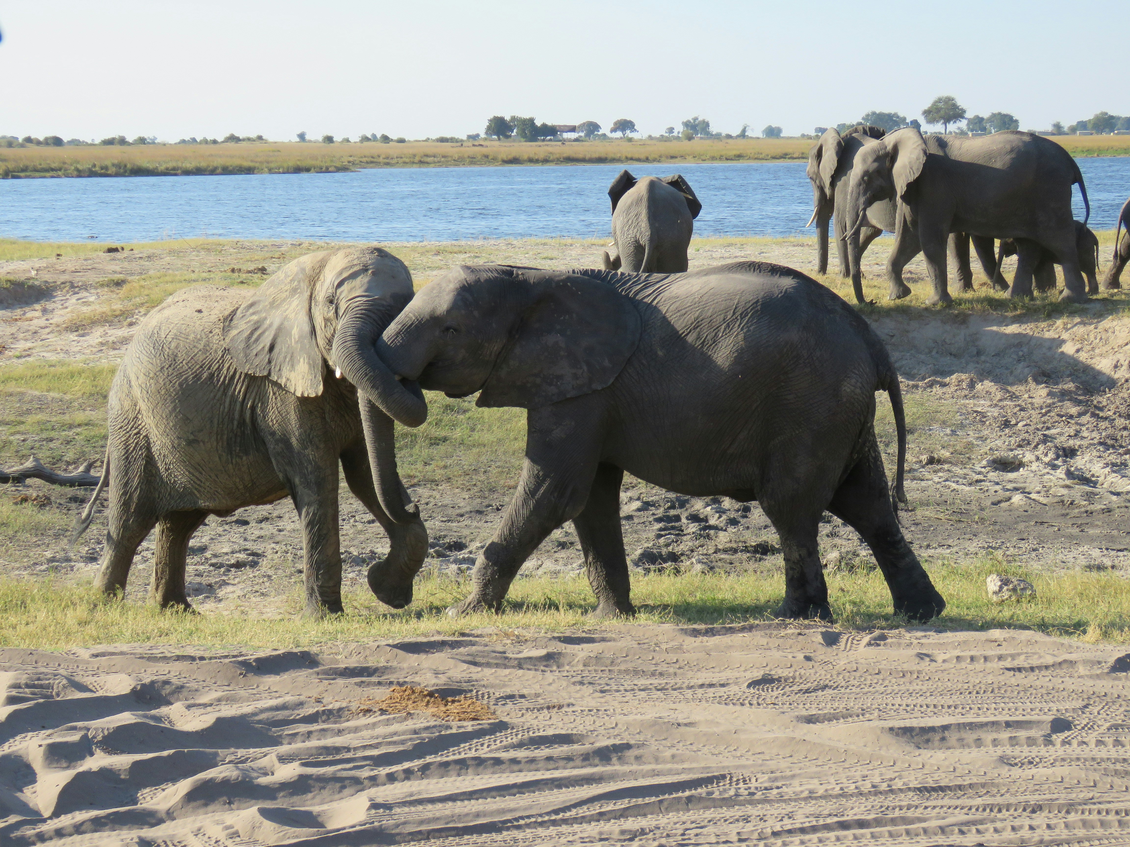 Chobe National Park