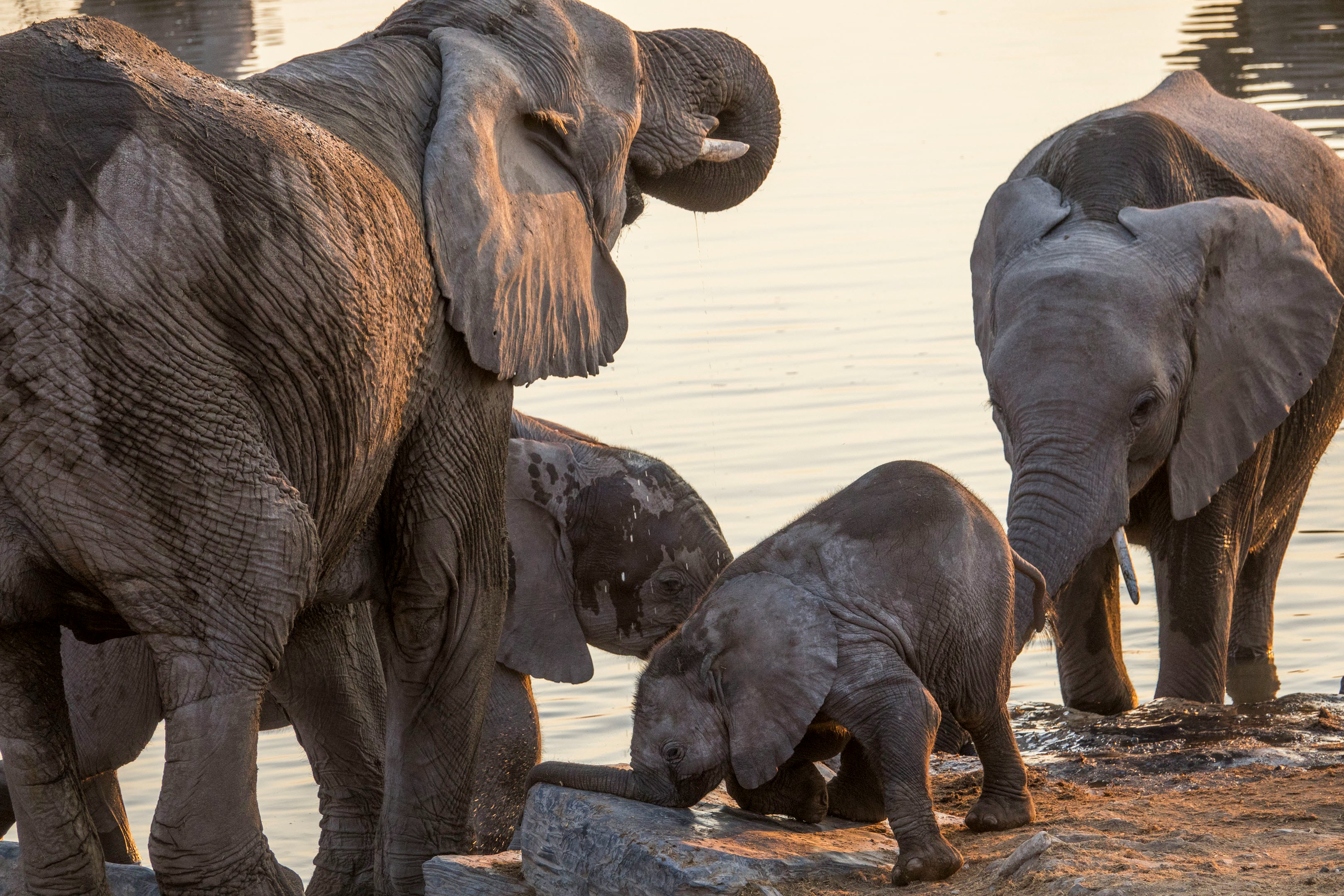 Aerial view of the Okavango Delta at golden hour with elephants crossing