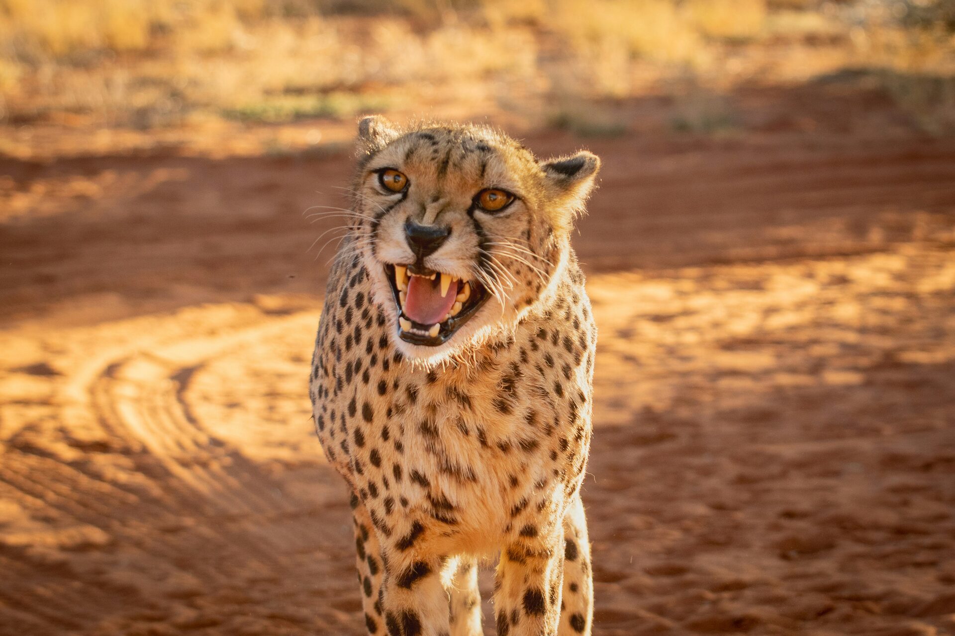 Central Kalahari