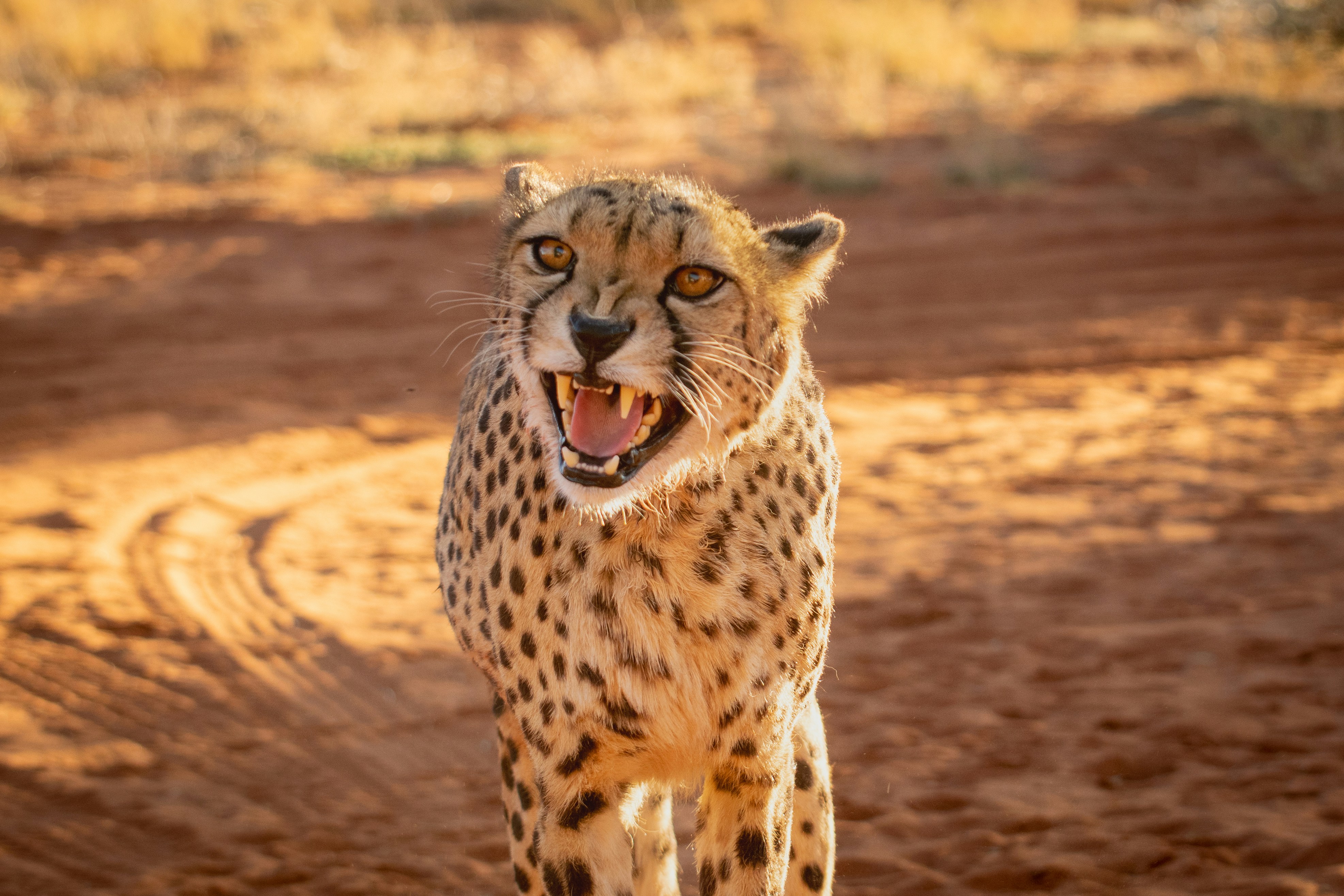 Central Kalahari