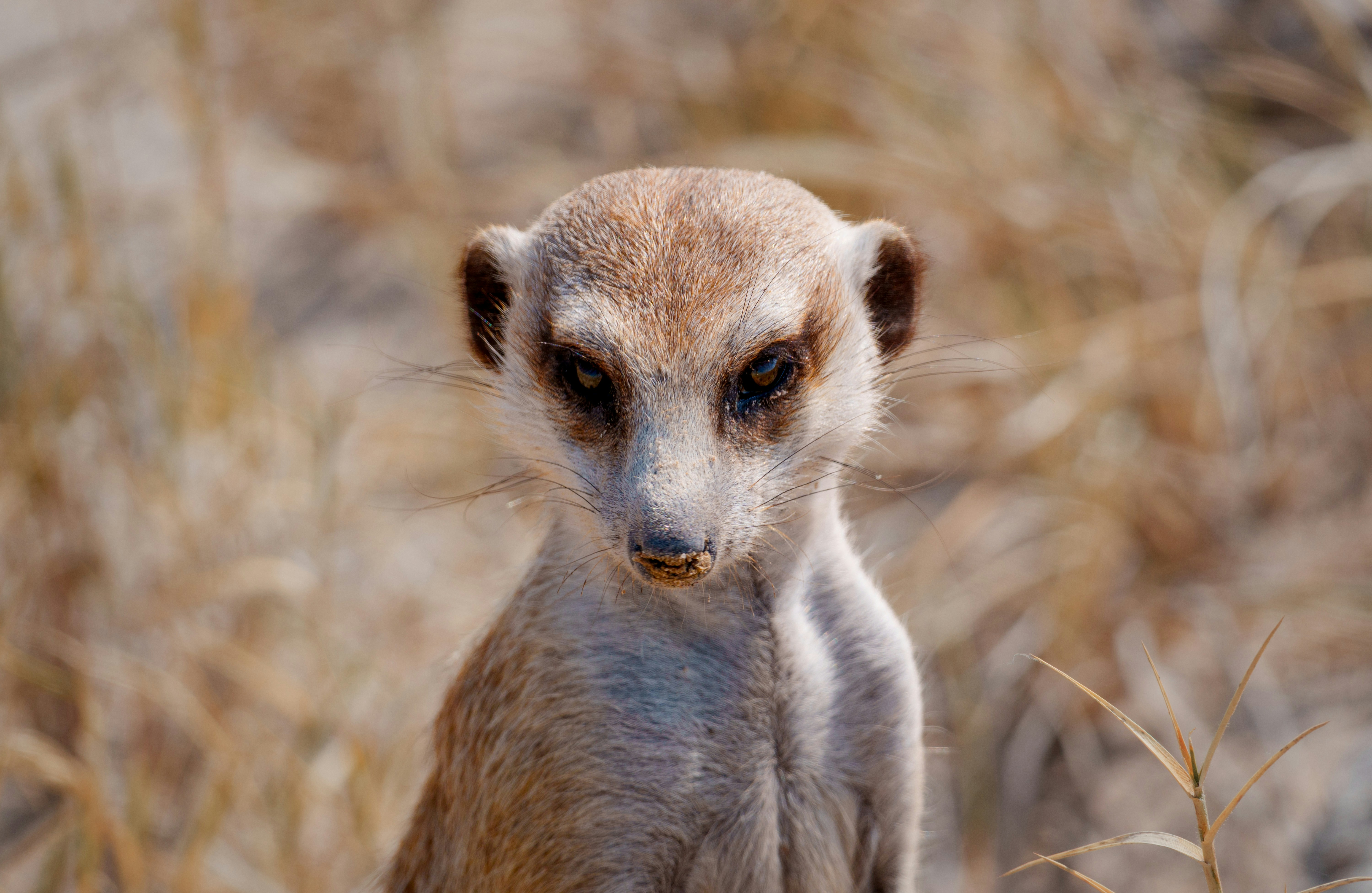 Makgadikgadi Pans