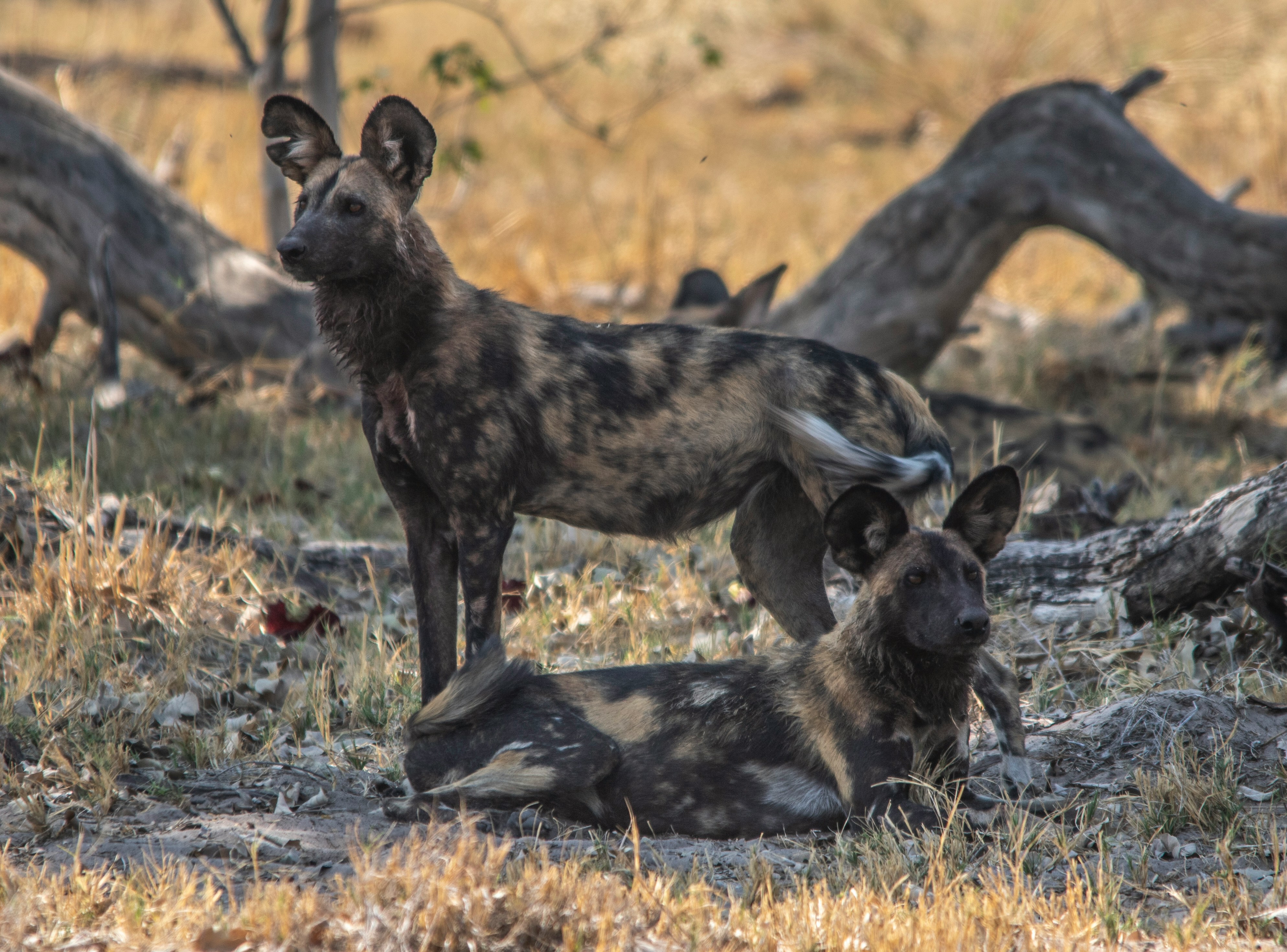 Moremi Game Reserve
