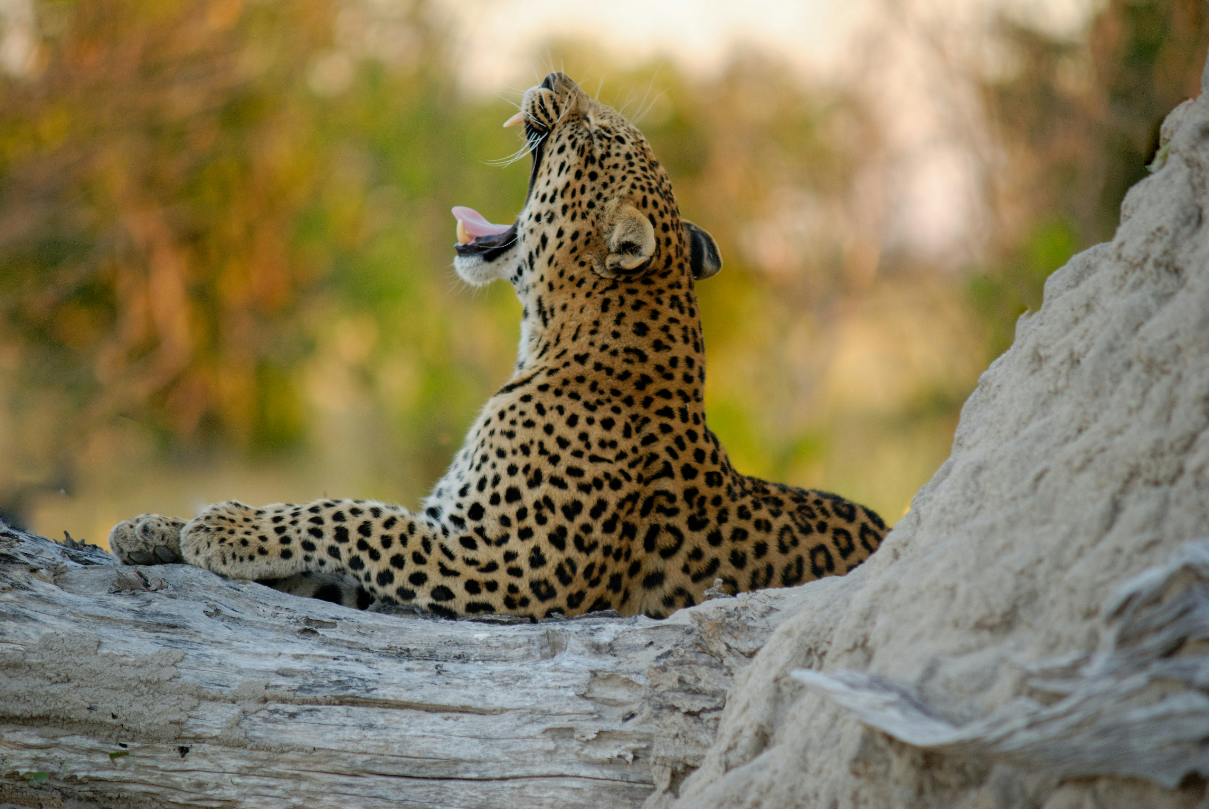 Okavango Delta