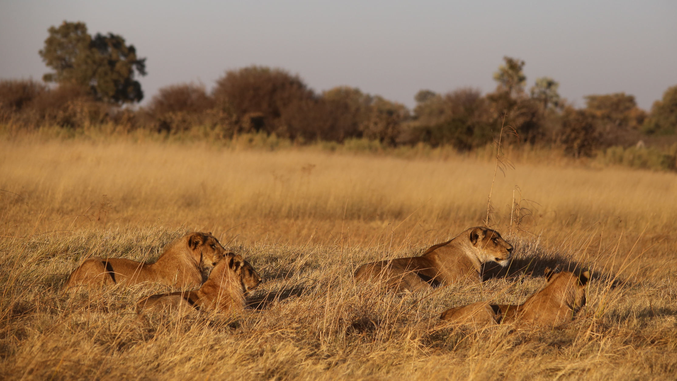 Moremi Photographic Safari