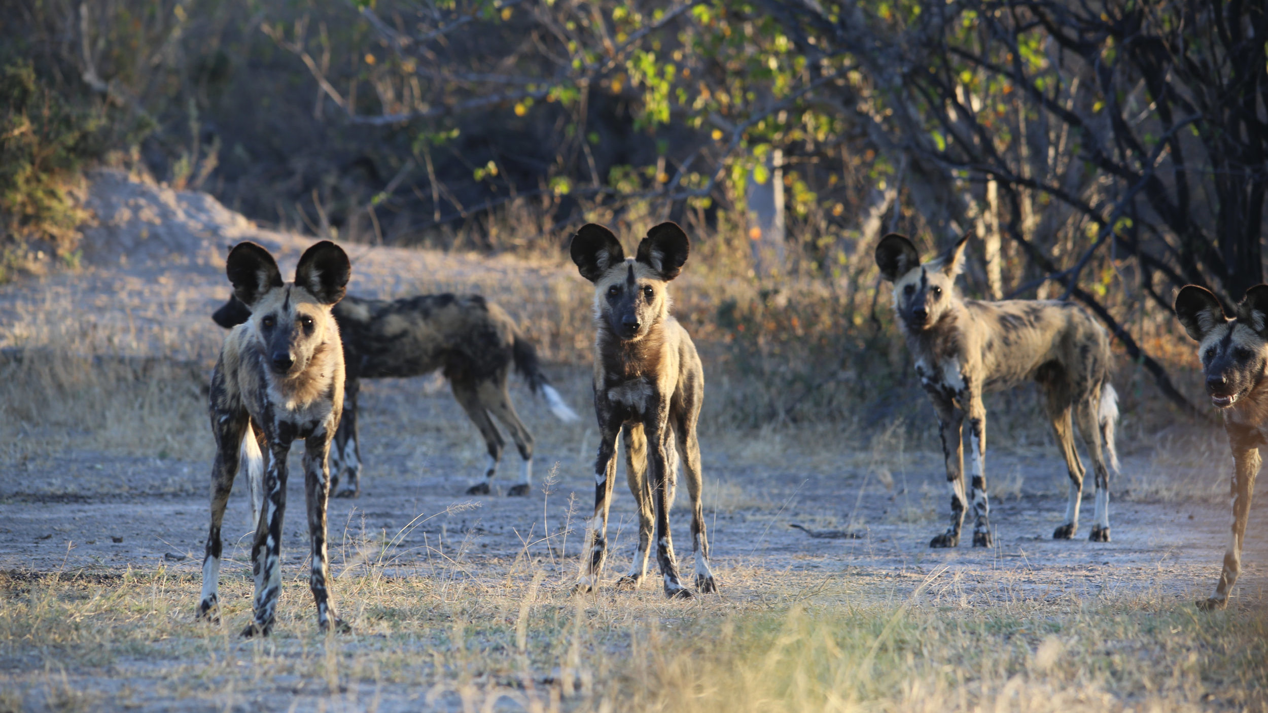 Okavango Delta Mokoro & Walking Safari