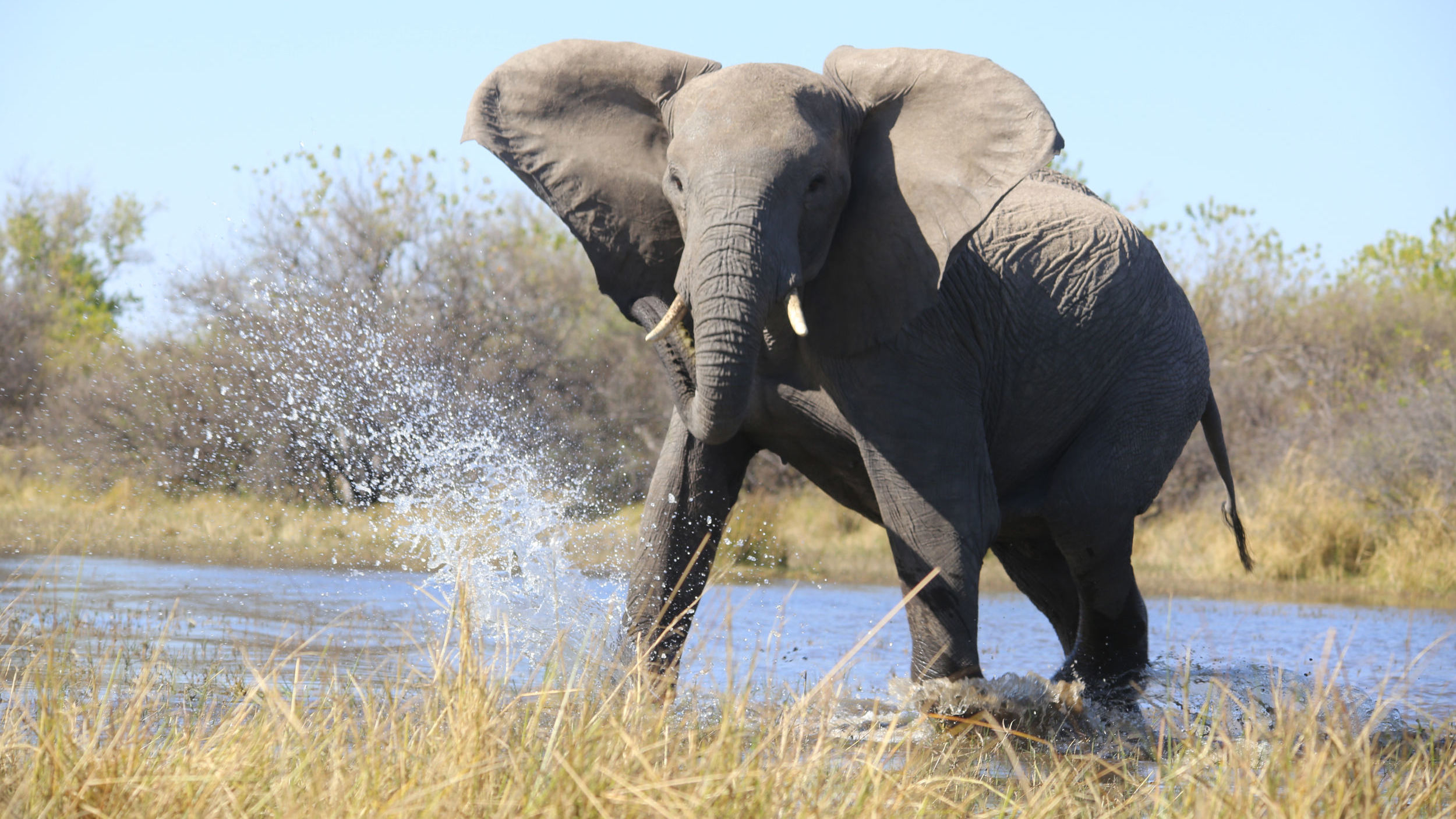 Ultimate Okavango & Linyanti Flying Safari
