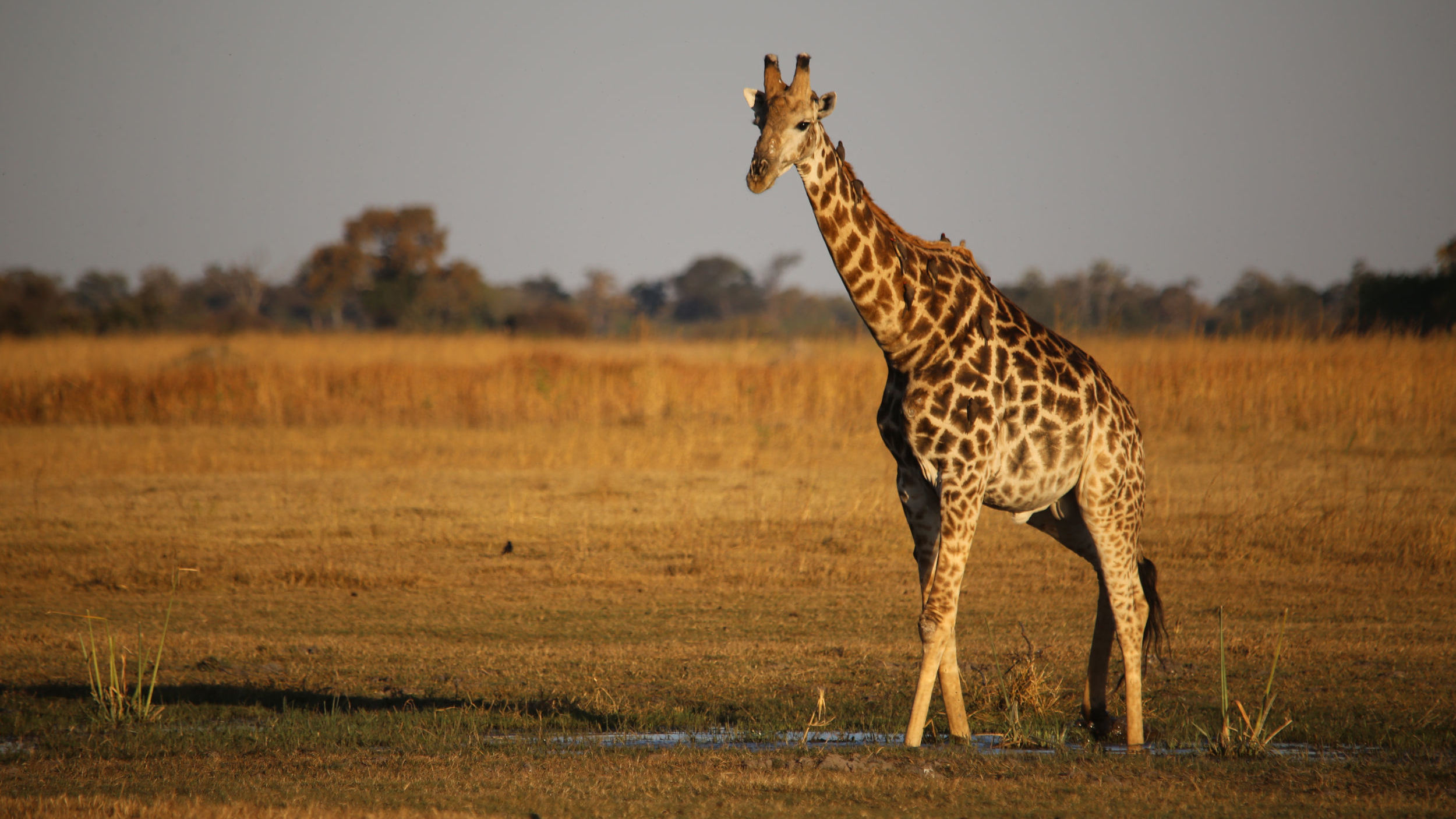 Self-Driving Safari Adventure