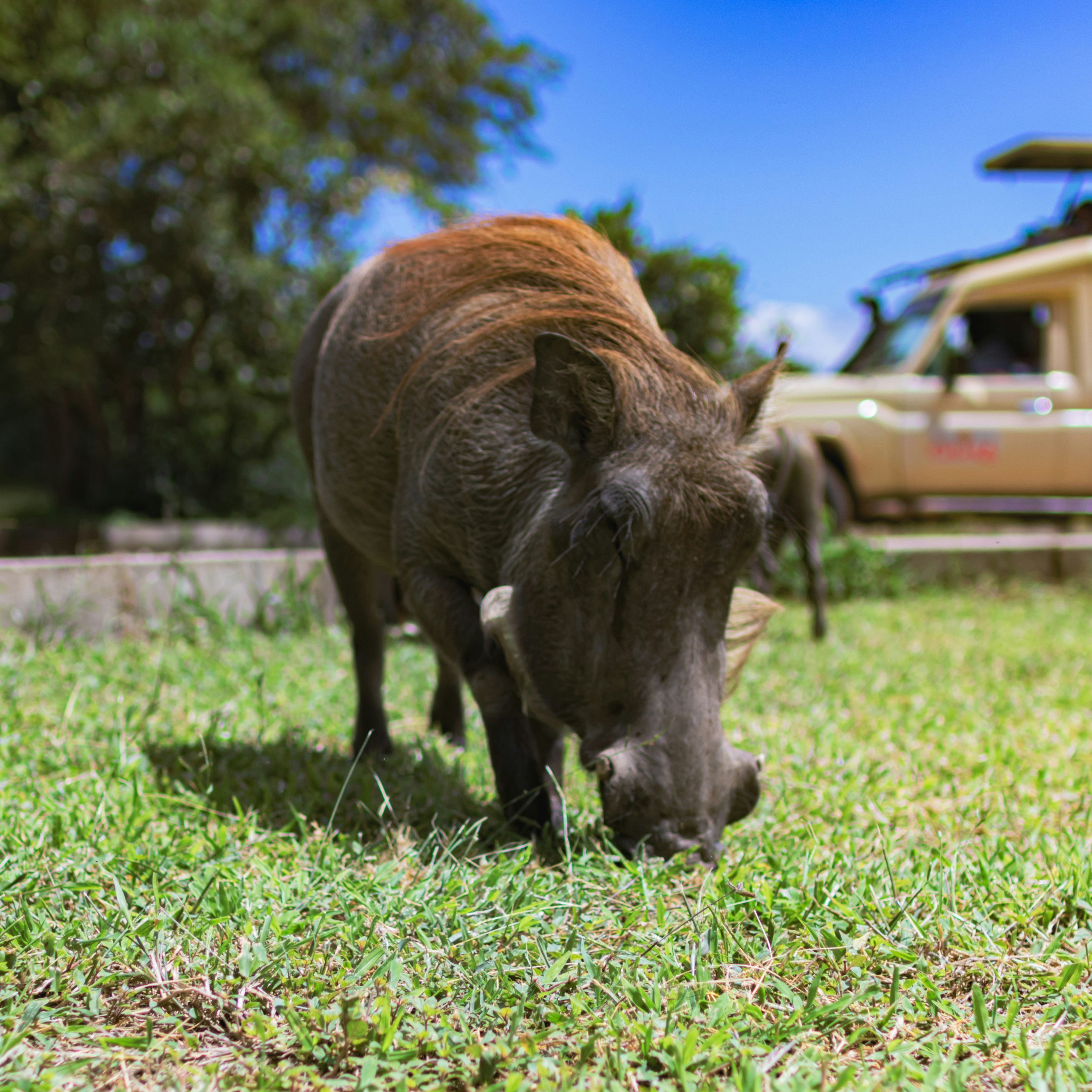 Tanzania